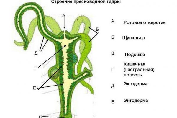 Кракен сайт официальный ссылка регистрация kraken6.at kraken7.at kraken8.at